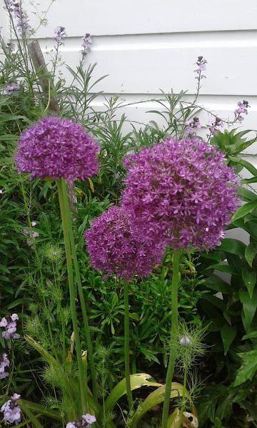 Image of Allium giganteum