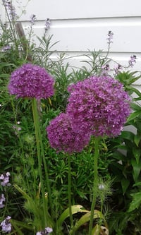 Image 3 of Allium giganteum