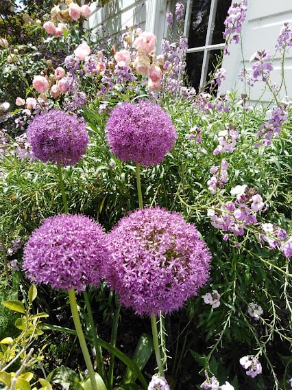 Image of Allium giganteum