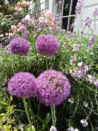 Image 2 of Allium giganteum