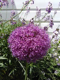 Image 1 of Allium giganteum