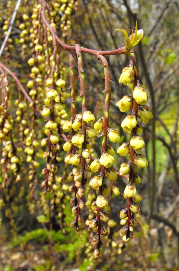 Image of Stachyurus praecox (Early Stachyurus)