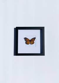Image 3 of Monarch Butterfly