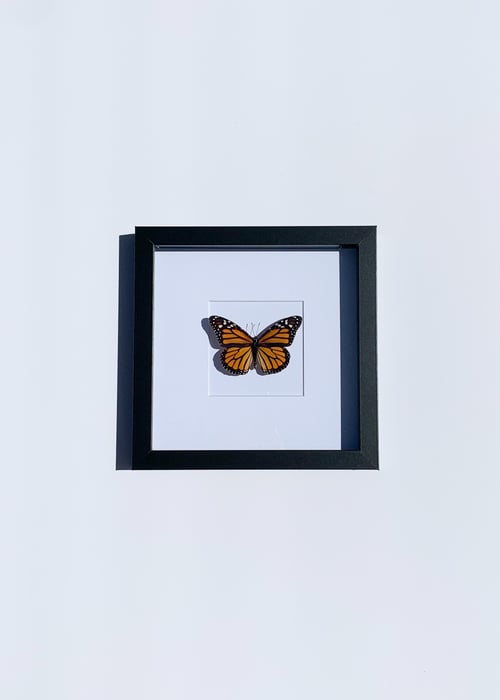 Image of Monarch Butterfly