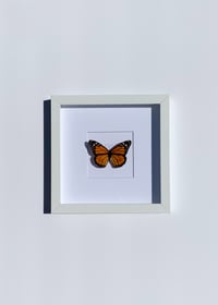 Image 2 of Monarch Butterfly