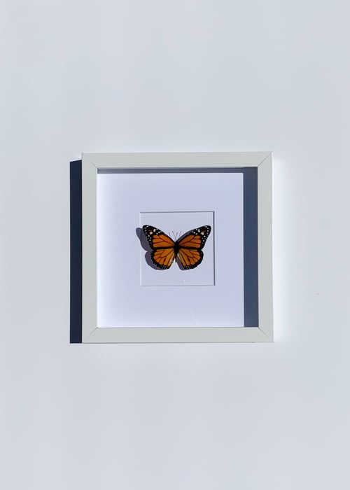 Image of Monarch Butterfly