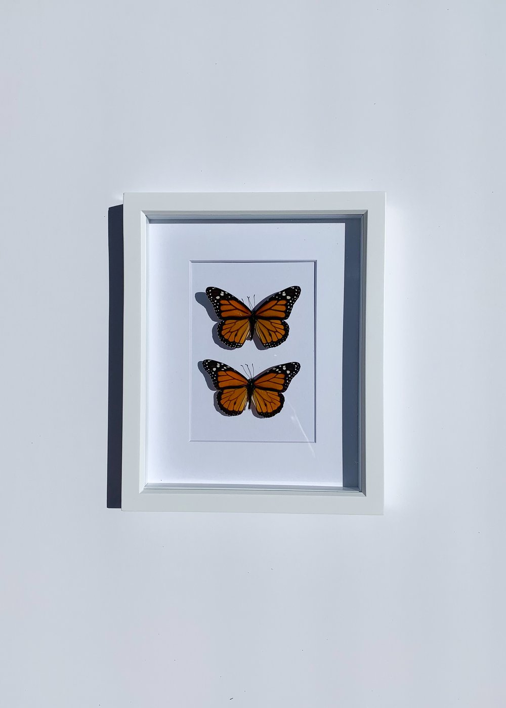 Image of Monarch Butterfly