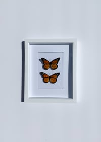 Image 1 of Monarch Butterfly