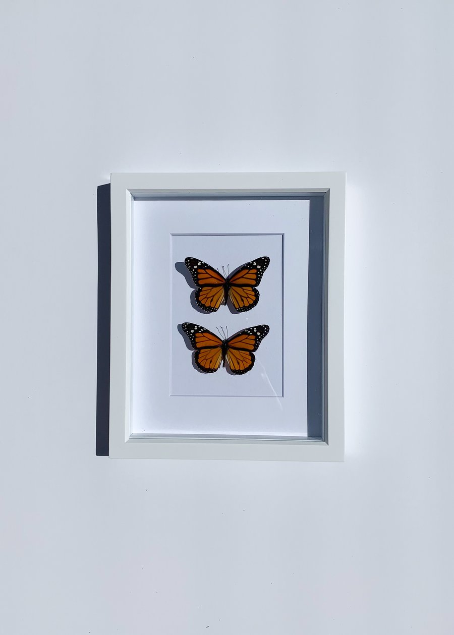 Image of Monarch Butterfly