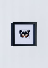 Image 2 of Hypolimnas Dexithea Butterfly 