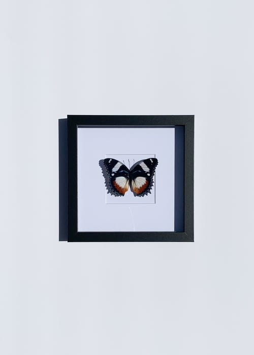 Image of Hypolimnas Dexithea Butterfly 