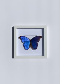 Image 4 of Blue Morpho Butterfly
