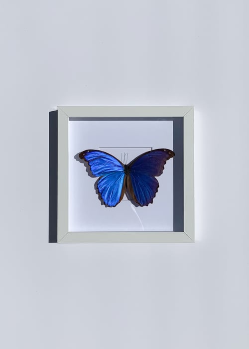 Image of Blue Morpho Butterfly