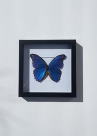 Image 3 of Blue Morpho Butterfly