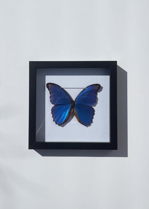 Image of Blue Morpho Butterfly