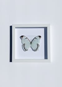Image 2 of Morpho Luna Butterfly 