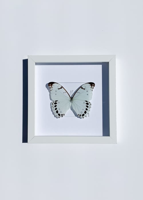 Image of Morpho Luna Butterfly