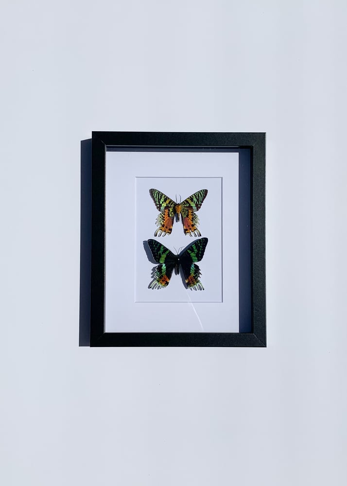 Image of Urania rhipheus (Sunset moth)