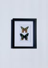 Sunset moth