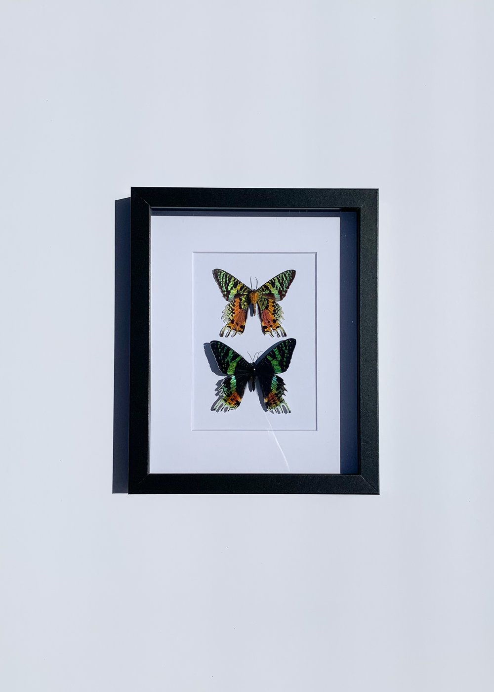 Image of Sunset Moth