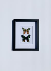 Image 1 of Sunset Moth
