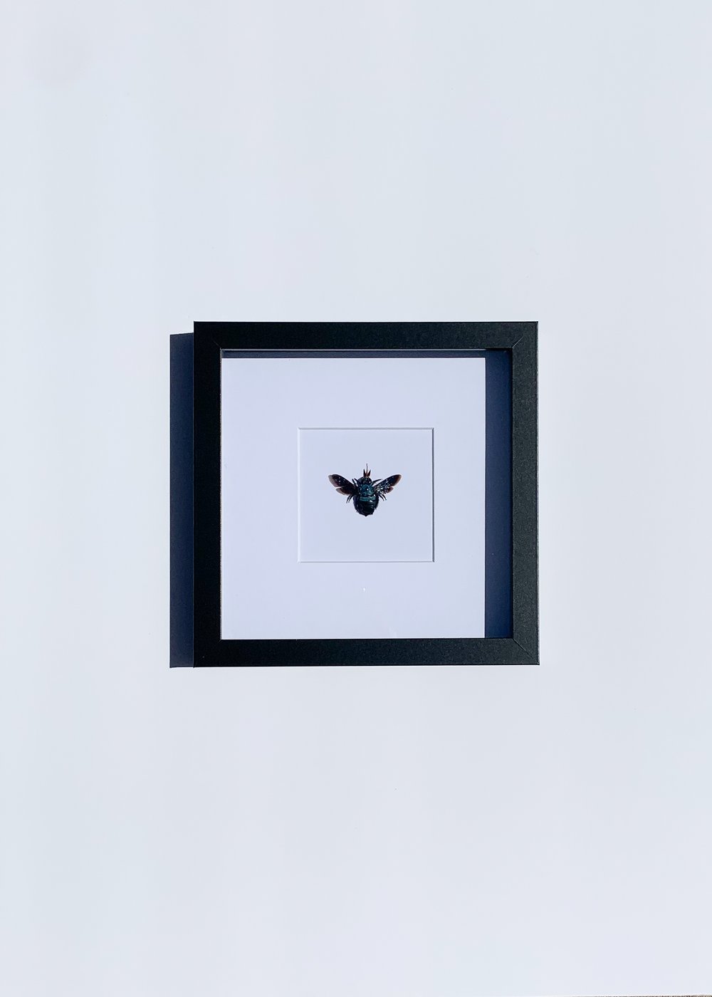 Image of Carpenter Bee