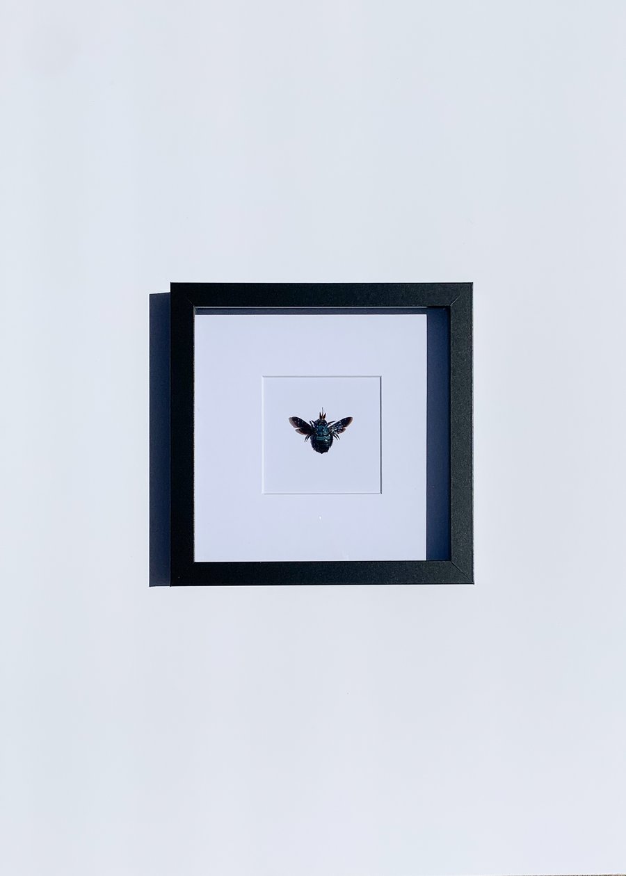 Image of Carpenter Bee 