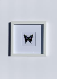 Image 2 of Graphium weiskei butterfly 