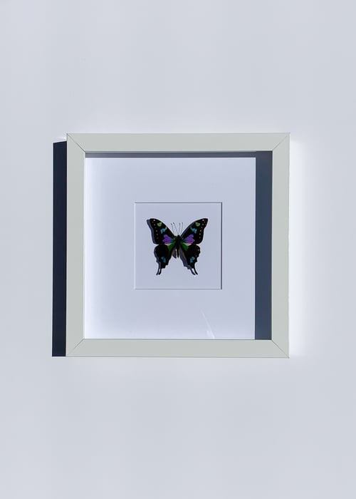 Image of Graphium weiskei butterfly