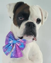 Image 5 of Dog Bow - Surprise Me