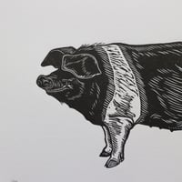 Image 2 of Saddleback Pig