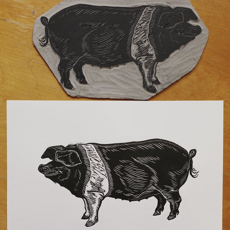 Saddleback Pig Image 3