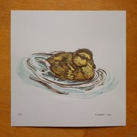 Image 3 of Duckling 