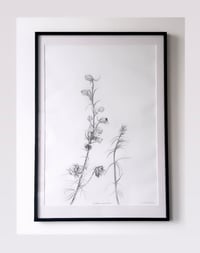 Image 1 of Doubtful Knightspur