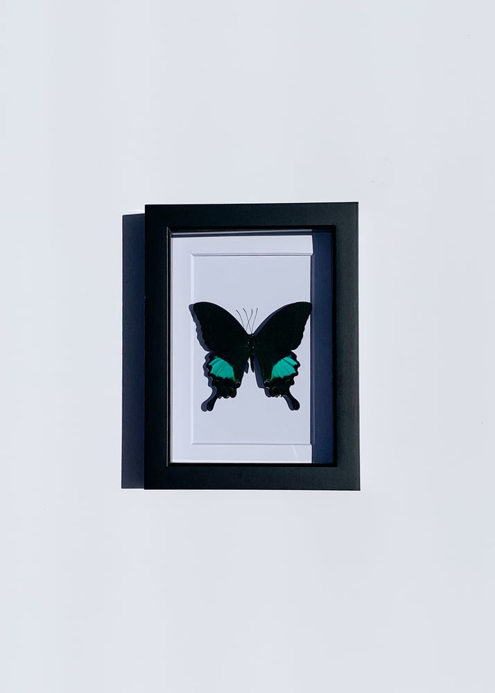 Image of Papilio paris (Peacock swallowtail)