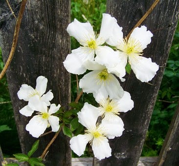 Image of Clematis montana (White)