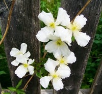 Image 2 of Clematis montana (White)