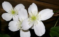 Image 1 of Clematis montana (White)