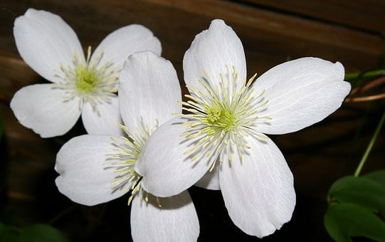 Image of Clematis montana (White)