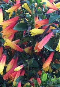 Justicia floribunda (Justicia rizzinii, Brazilian fuchsia, Justicia pauciflora)
