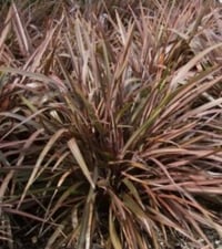 Phormium 'Sweet Mist'
