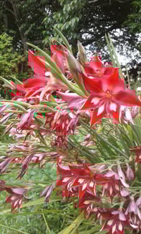 Gladiolus cardinalis 