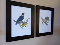Image 2 of Native Bird Prints by Lee Brown