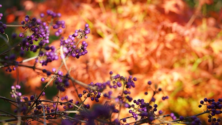 Image of Callicarpa bodinieri (Bodinier's Beautyberry)