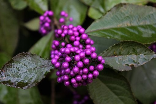 Image of Callicarpa bodinieri (Bodinier's Beautyberry)