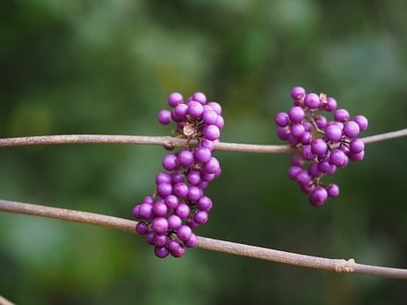 Image of Callicarpa bodinieri (Bodinier's Beautyberry)