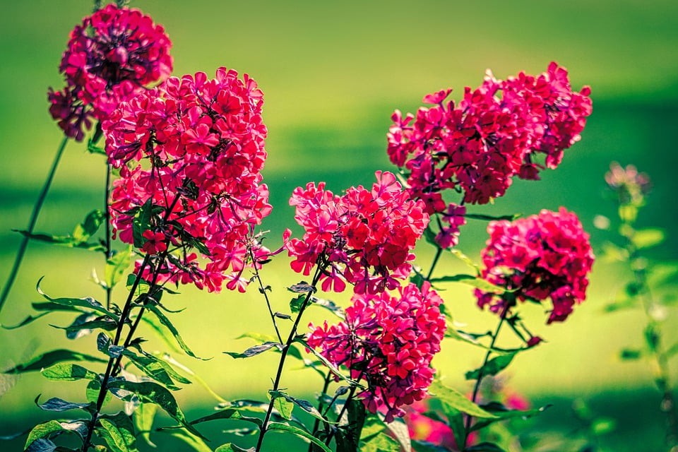 Image of Phlox paniculata 'Starfire'