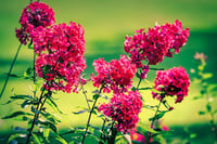 Phlox paniculata 'Starfire'