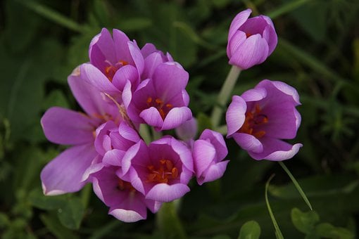 Image of Colchicum autumnale (Autumn Crocus) - (Mauve) 