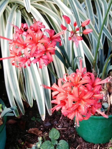 Image of Nerine (Red)